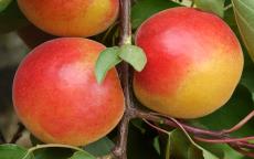 Pink Marry apricot trees