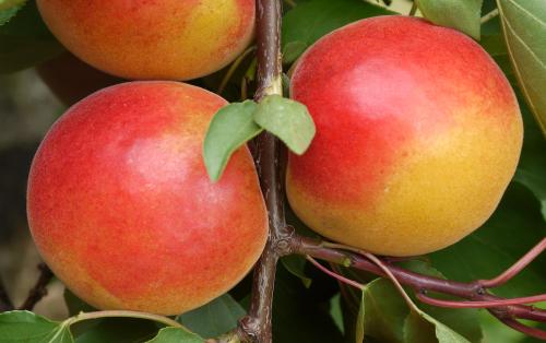 Pink Marry apricots