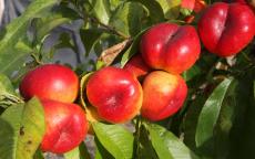 Mesembrine nectarine trees