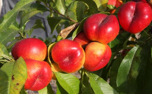 Mesembrine peaches