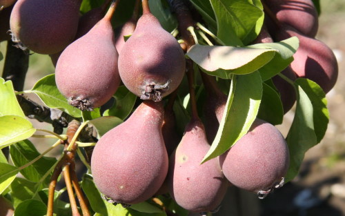 Winnals Longdon pears