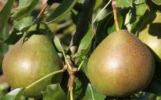 Christie pear trees