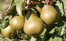 Santa Claus pear trees