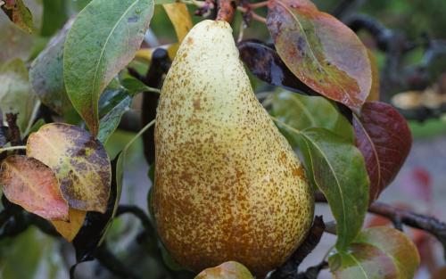 Celebration NUVAR pears