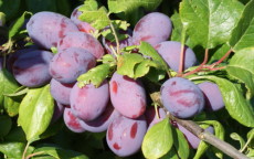 Blaisdon Red plum trees