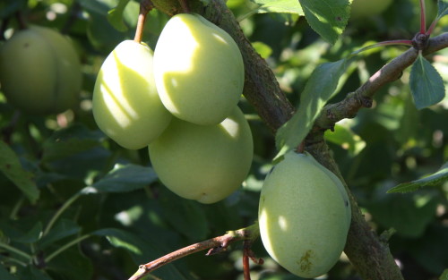 Gordon Castle plums