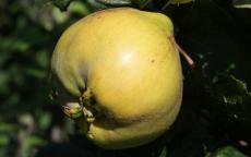 Buy Isfahan quince trees