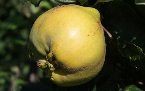 Cydonia oblonga Isfahan quince fruits