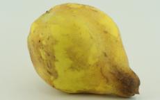 Buy Bereczki quince trees