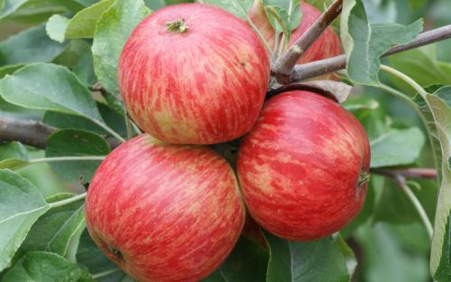 Red Foxwhelp apples