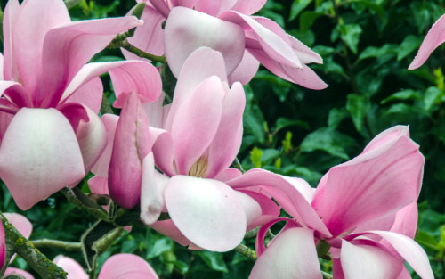 Magnolia campbellii Princess Margaret blossom