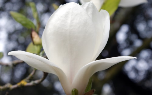 Magnolia Alba Superba blossom