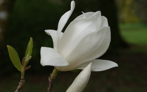 Magnolia Alba Superba blossom