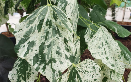 Cercis canadensis Alley Cat leaves