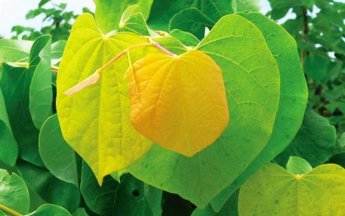 Cercis canadensis The Rising Sun leaves