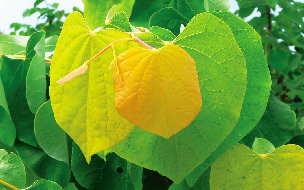 The Rising Sun cercis