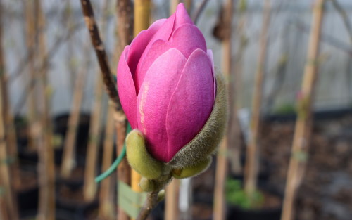 Magnolia Aphrodite blossom