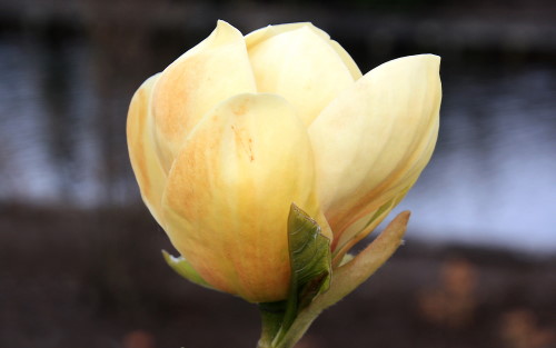 Magnolia Honey Tulip blossom