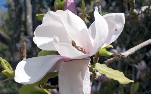 Magnolia Iolanthe blossom