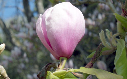 Magnolia Iolanthe blossom