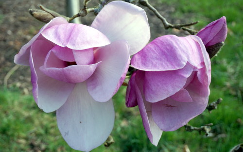 Magnolia Iolanthe blossom