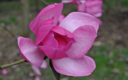 Magnolia Premier Cru blossom