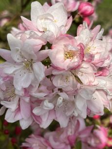 Snowcloud crab-apple trees