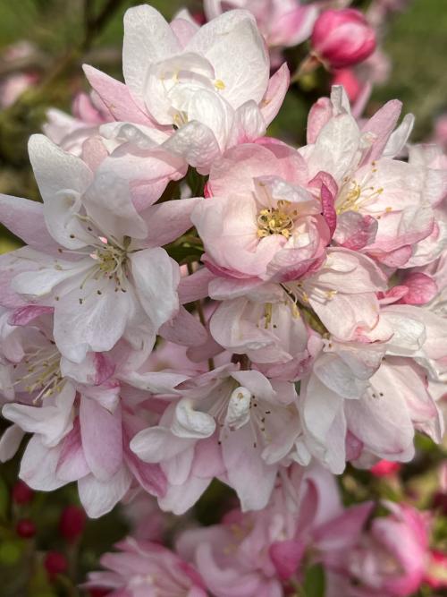 Malus Snowcloud blossom