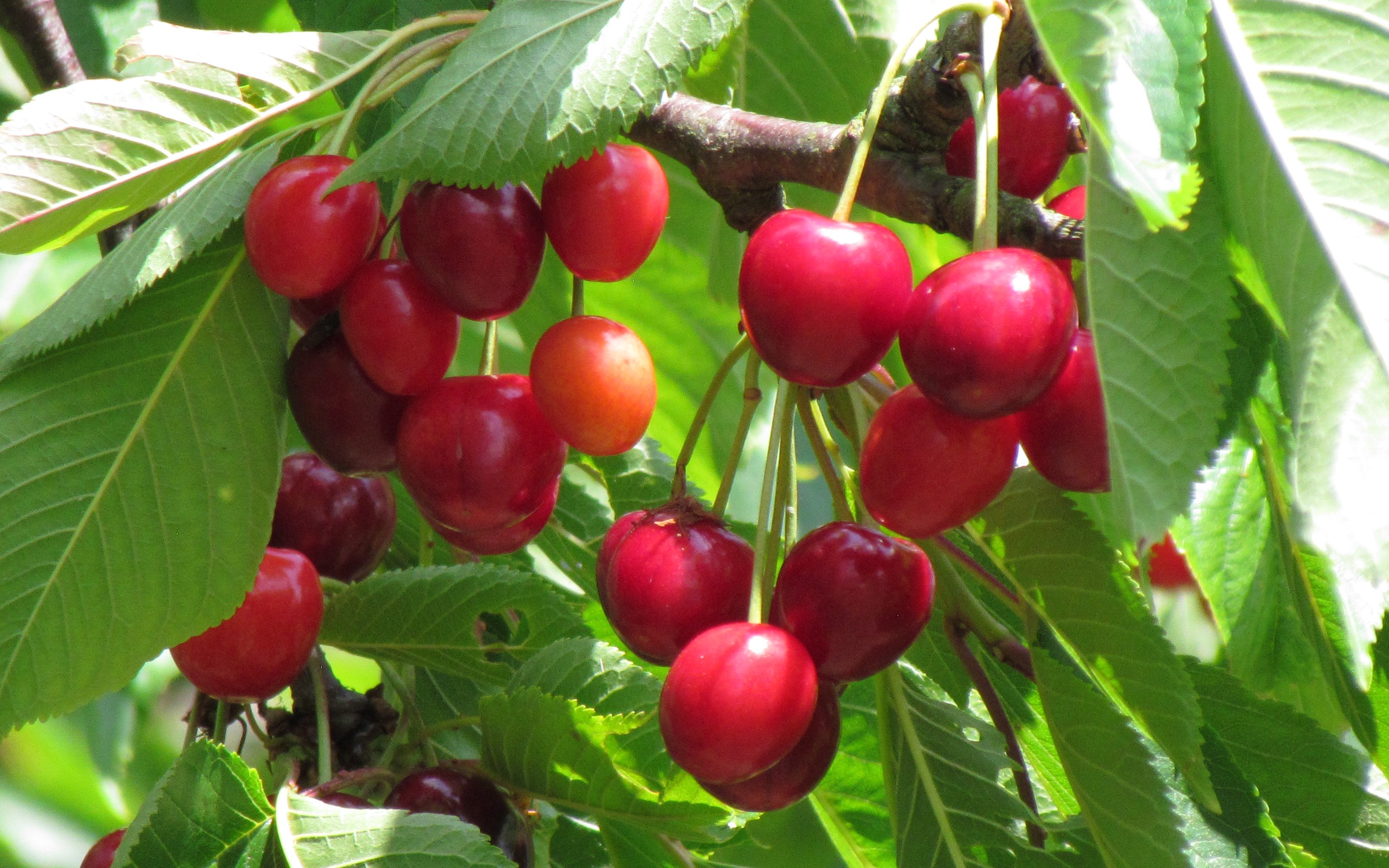 Hedelfingen cherry trees