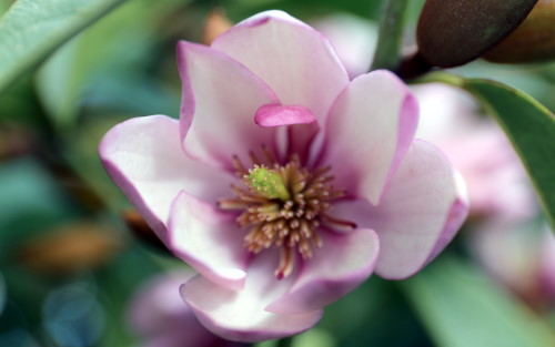 Magnolia laevifolia Fairy Blush blossom