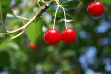 Albalu cherry trees