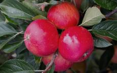 Bladon Pippin apple trees