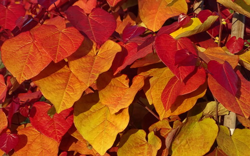 Cercis canadensis Eternal Flame leaves