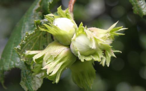 Nottingham hazel nuts