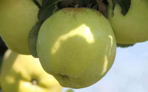 Antonovka Michurin apples