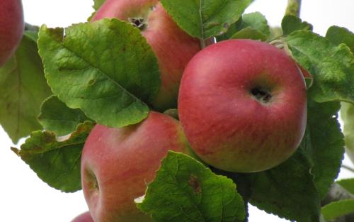 Brabant Bellefleur apples