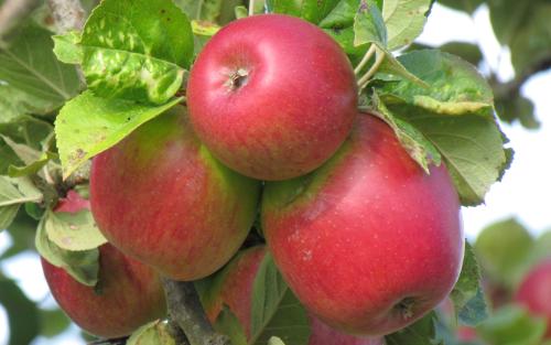 Colapuy apples