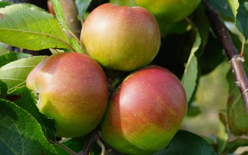 Gaillarde apples