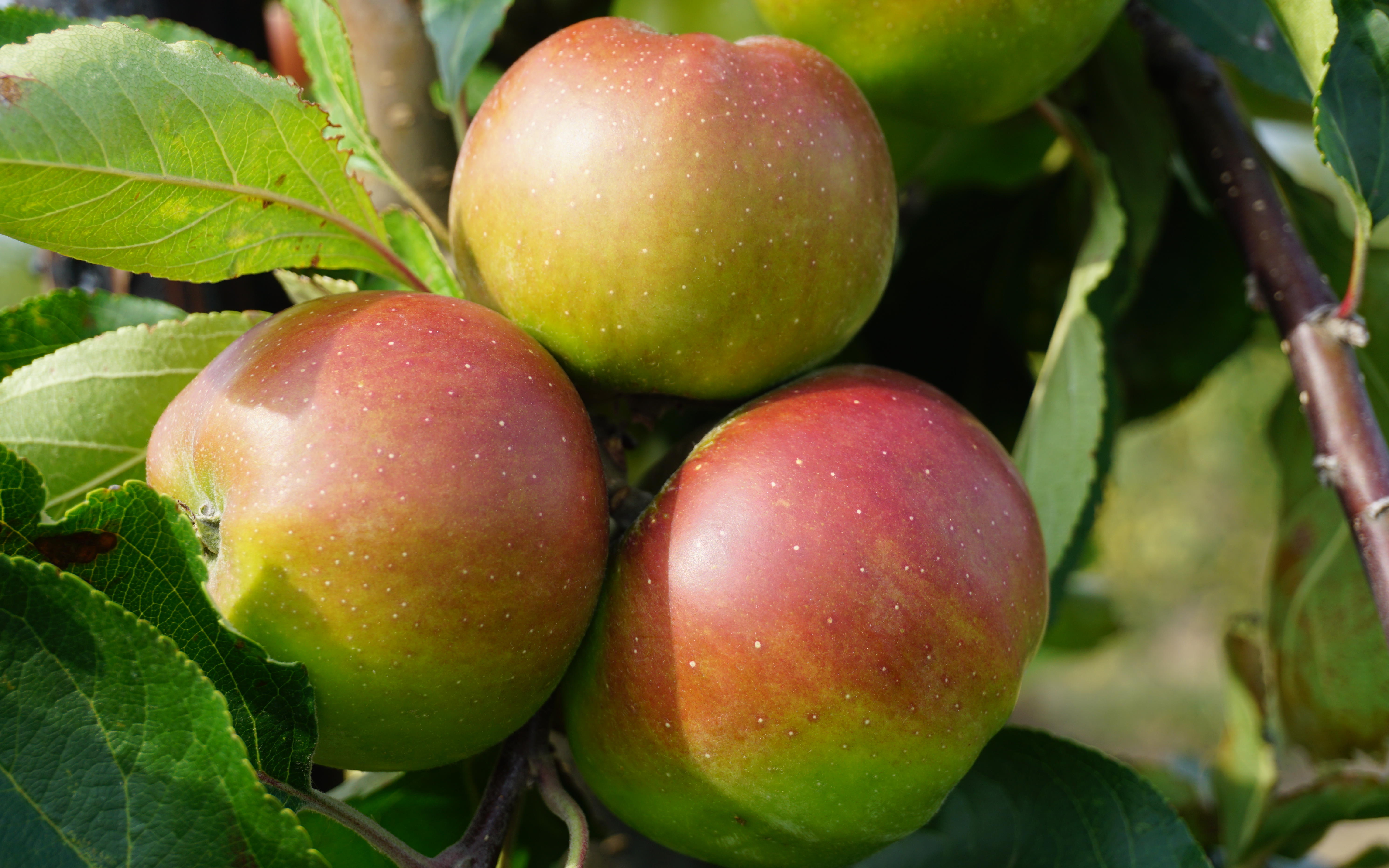 Gaillarde apple trees