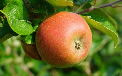 Marie Doudou apples