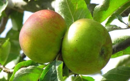 Reinette de France apples