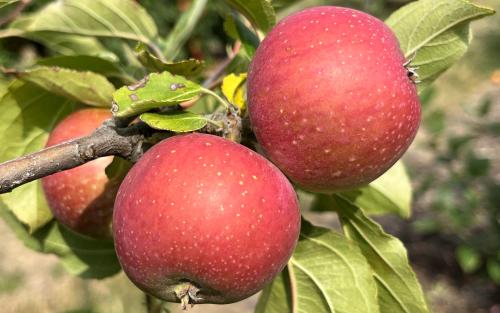 Reinette Rouge Etoilee apples