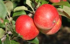 Stark Earliest apple trees