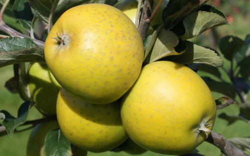 Ananas Reinette apples