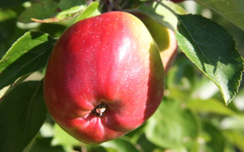 Berner Rosen apples