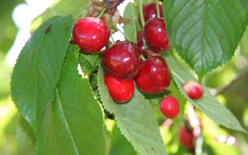 Burlat sweet cherries