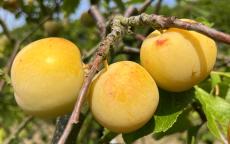 Golden Transparent Gage plum trees