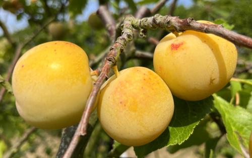 Golden Transparent plums