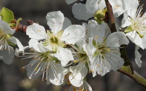 Golden Transparent plum blossom
