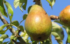 Beurre d'Anjou pear trees